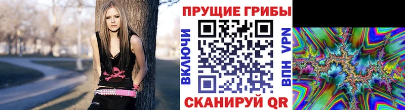 Псилоцибиновые грибы Psilocybine cubensis  Псков 