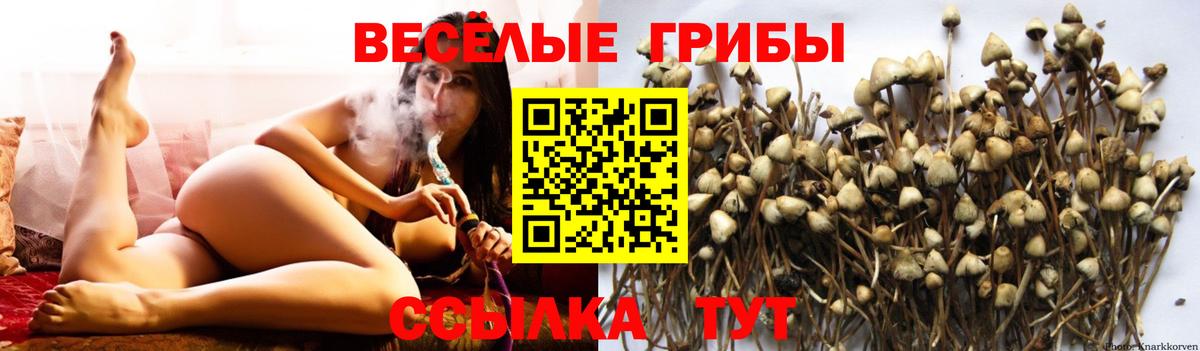 Псилоцибиновые грибы прущие грибы  Вход с VPN  Псков 